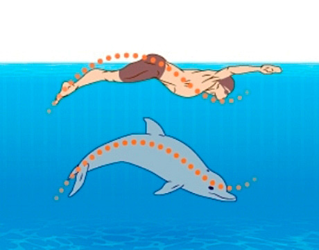 plavanie-delfinom